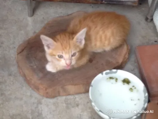 Curious Kitten Observes Surroundings Quietly – AI Generated Video | Hailuo AI