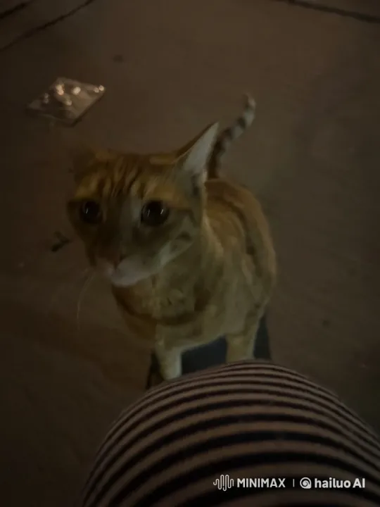 Nocturnal Observation of a Curious Cat – AI Generated Video | Hailuo AI
