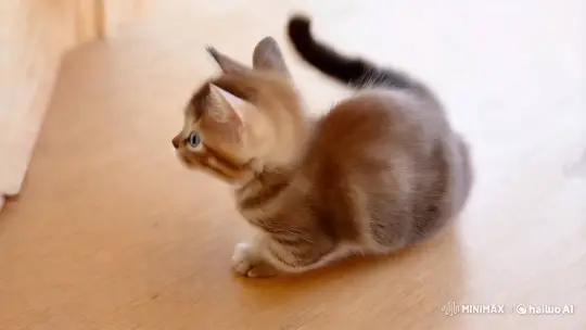 Captivating Charm of Cats: Playful, Elegant, and Affectionate – AI Generated Video | Hailuo AI