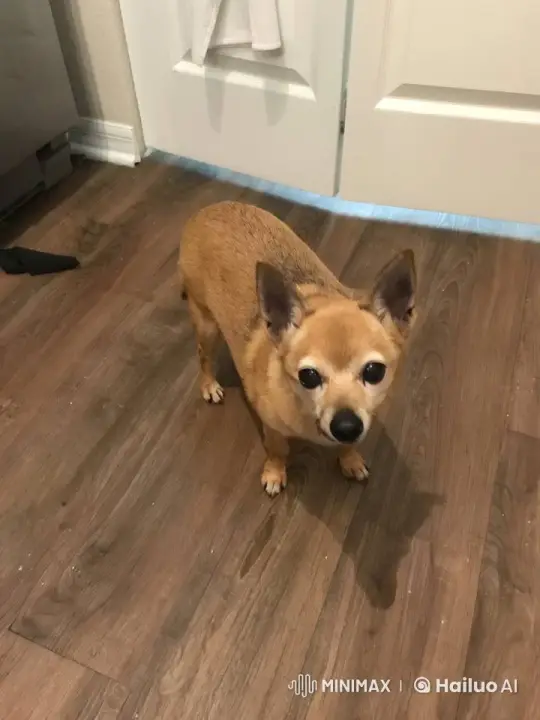 Dog Transforms into Angel, Ascends to Sky – AI Generated Video | Hailuo AI