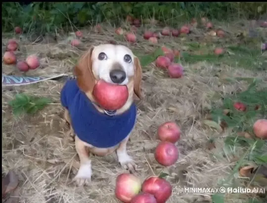 Cute Dog with Apple in Mouth Among Rolling Apples – AI Generated Video | Hailuo AI