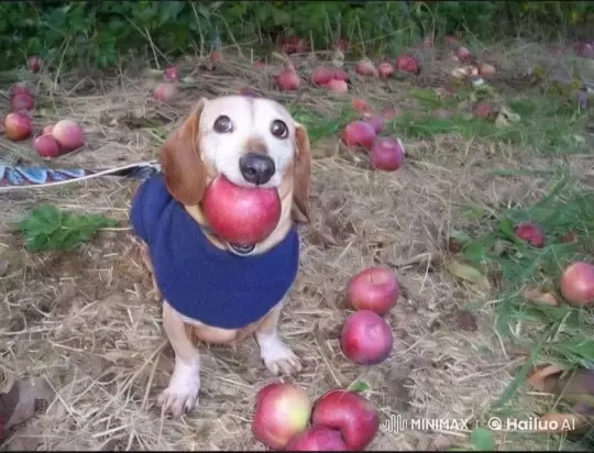 Dog in Blue Sweater Plays with Apple in Orchard – AI Generated Video | Hailuo AI