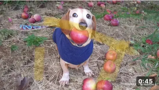 Cute Dog in Apple Orchard with Playful Expression – AI Generated Video | Hailuo AI