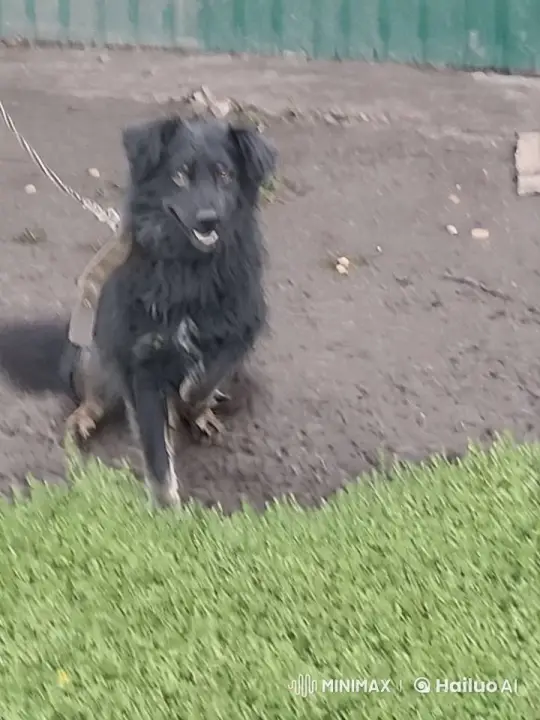 Animated Dog Saws Wood with Tail Wagging – AI Generated Video | Hailuo AI