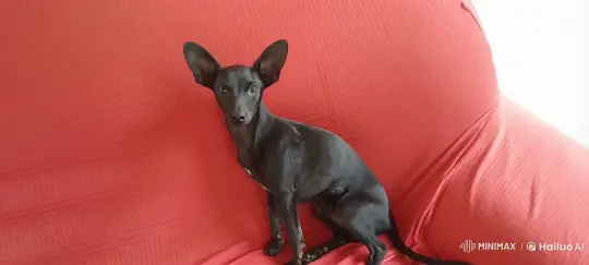 Cat Overpowers Dog in Tense Standoff – AI Generated Video | Hailuo AI