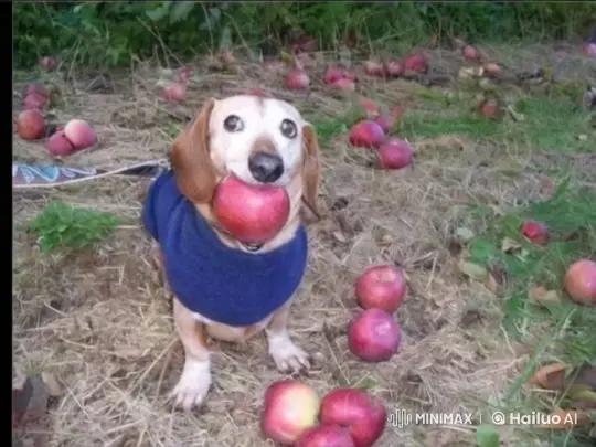 Dog Flies with Joy, Surprised by Santa with Apples – AI Generated Video | Hailuo AI