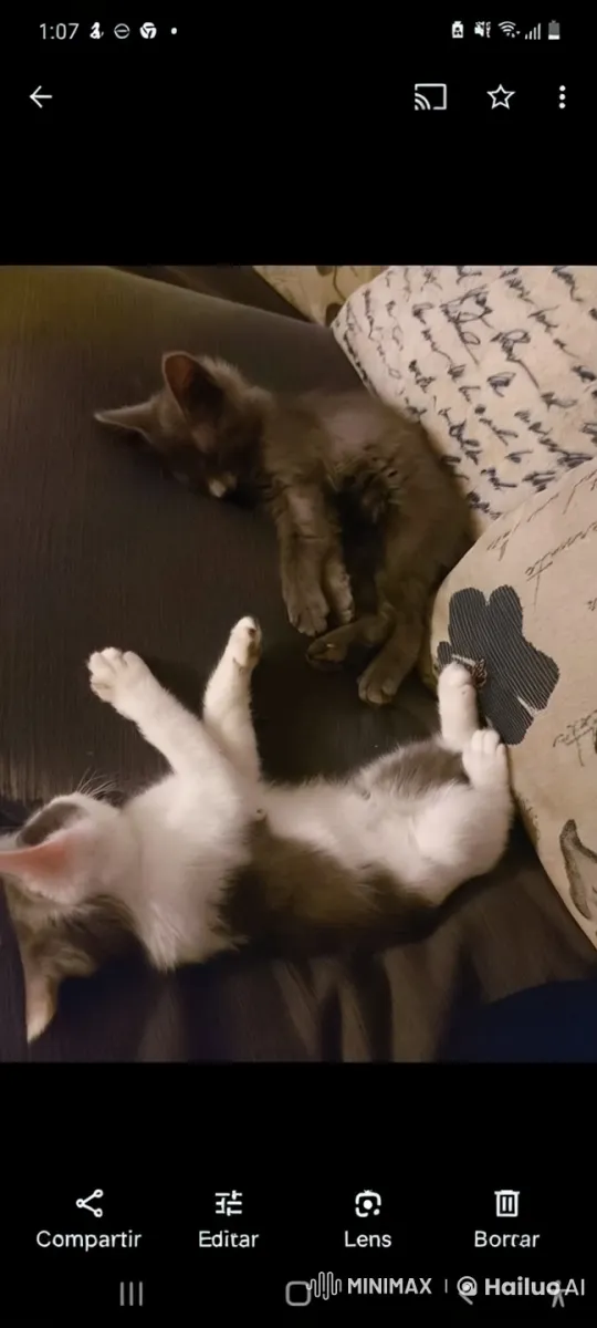 Playful Kittens Wake Up and Tussle Over a Book – AI Generated Video | Hailuo AI