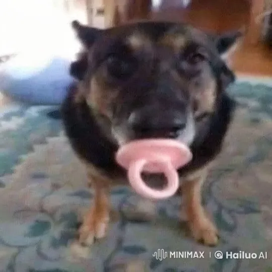Calm Dog with Pink Pacifier in Warmly Lit Room – AI Generated Video | Hailuo AI