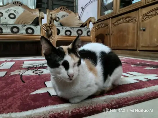 Curious Calico Cat Explores Cozy Living Room – AI Generated Video | Hailuo AI