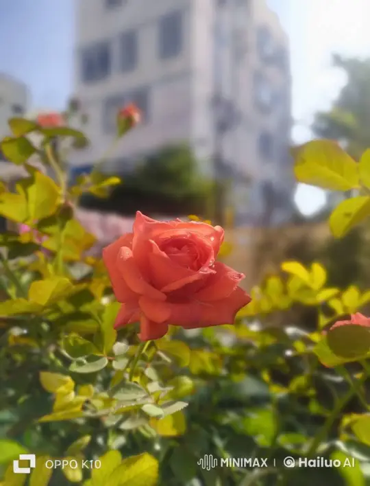 Serene Morning: Close-up of Orange Rose in Urban Setting – AI Generated Video | Hailuo AI