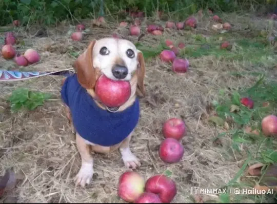 Dog Magically Transforms to Save Orchard from Meteorite – AI Generated Video | Hailuo AI