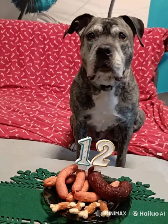 Dogs Await Birthday Celebration with Steady Candles – AI Generated Video | Hailuo AI