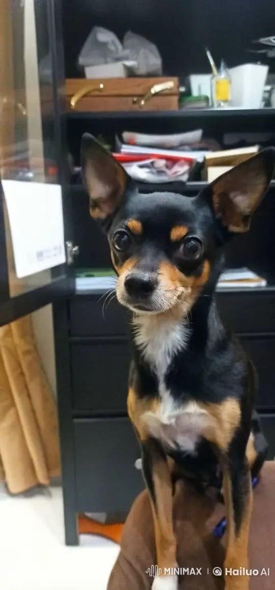 Dog Adorably Becomes 'Crowned' Royal Presence – AI Generated Video | Hailuo AI
