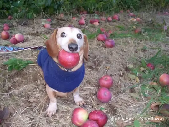 Cute Dachshund Examines Giant Feet in Orchard – AI Generated Video | Hailuo AI