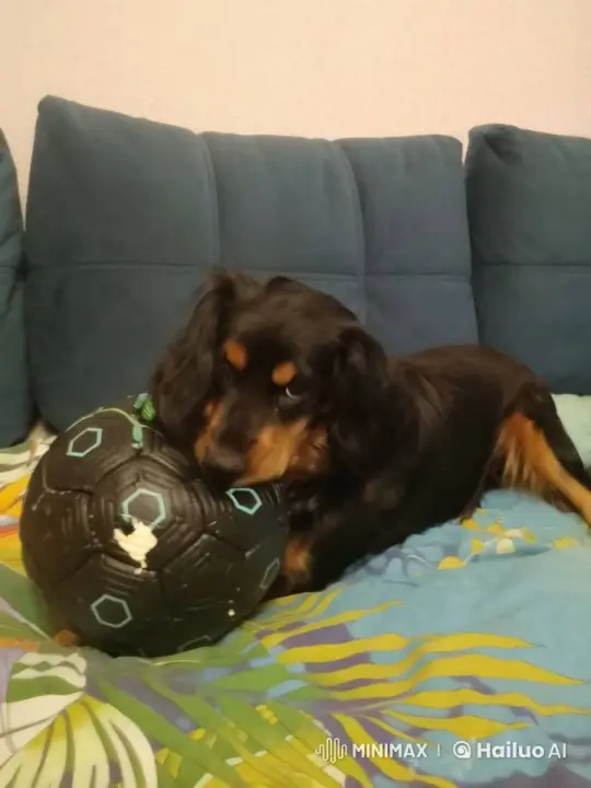Dogs Playfully Duel with Toy Swords, Celebrated by Energetic Group – AI Generated Video | Hailuo AI