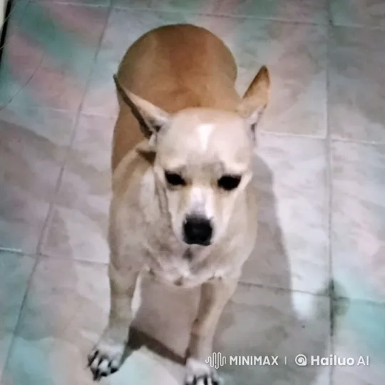 Tan Dog Standing, Shifting on Tiled Floor – AI Generated Video | Hailuo AI