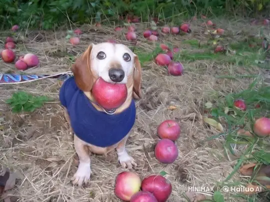 FBI Agents Gently Approach Dog in Orchard with Apples – AI Generated Video | Hailuo AI
