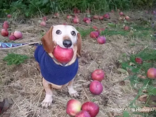 Apple Dog Transforms into an Apple Monster – AI Generated Video | Hailuo AI