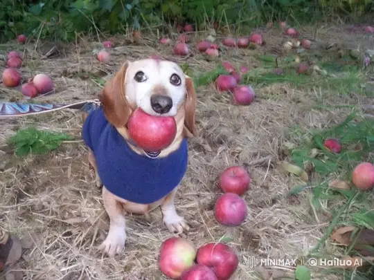 Batman Rescues Dog from Babies in Apple Orchard – AI Generated Video | Hailuo AI