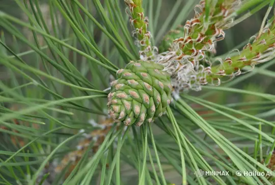 Peaceful Nature: Close-up of a Green Pine Cone – AI Generated Video | Hailuo AI