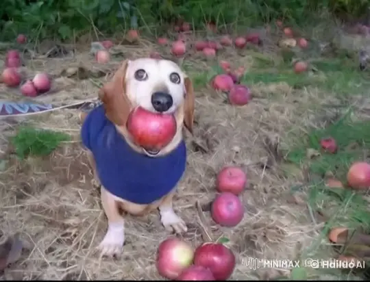 Dog Transforms into Duck, Then Fish in Magical Journey – AI Generated Video | Hailuo AI