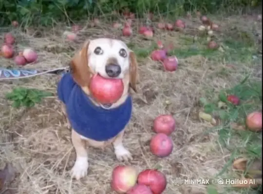 Dog in Blue Sweater Journeys Through Time with Apple – AI Generated Video | Hailuo AI