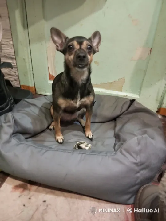 Happy New Year: Festive Pet Celebration – AI Generated Video | Hailuo AI