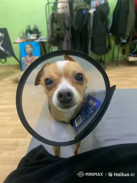 Tiny Dog with Cone Collar Yawns on Bed – AI Generated Video | Hailuo AI