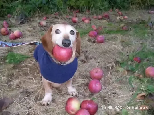 Dog in Blue Sweater Travels to Tickety Town with Apple – AI Generated Video | Hailuo AI