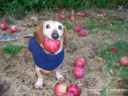 Dachshund in Autumn Setting with 'Sucked?' Sign – AI Generated Video | Hailuo AI