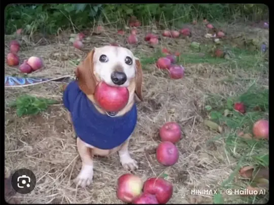 Dog and Cat's Playful Scuffle Ends in Cartoonish Explosion – AI Generated Video | Hailuo AI