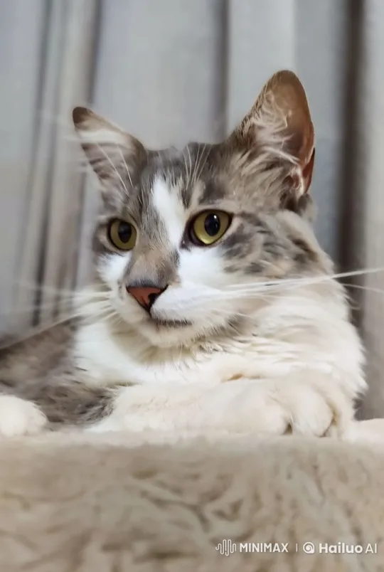 Calm Cat in a Cozy Setting – AI Generated Video | Hailuo AI