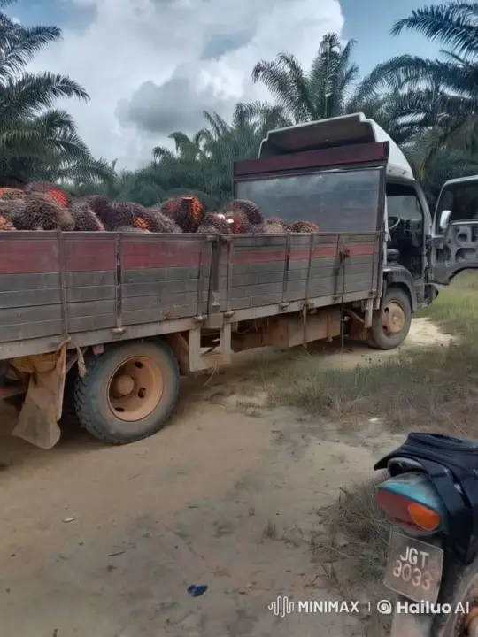 Animated Tranquility: Oil Palm Plantation Scene – AI Generated Video | Hailuo AI