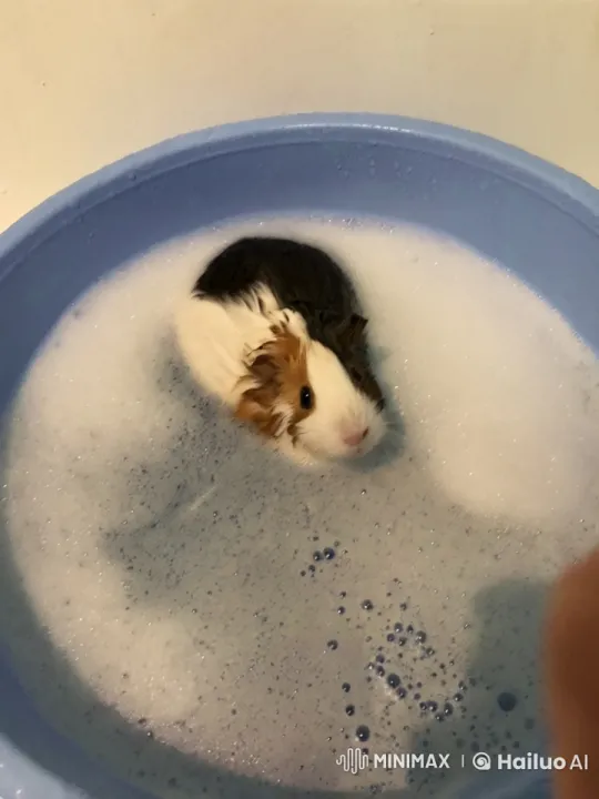 Guinea Pig in Soap Basin Creates Bubbles and Dirt – AI Generated Video | Hailuo AI