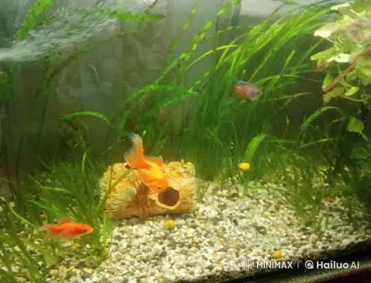 Aquarium Serenity Ends in Explosive Fish Deaths – AI Generated Video | Hailuo AI
