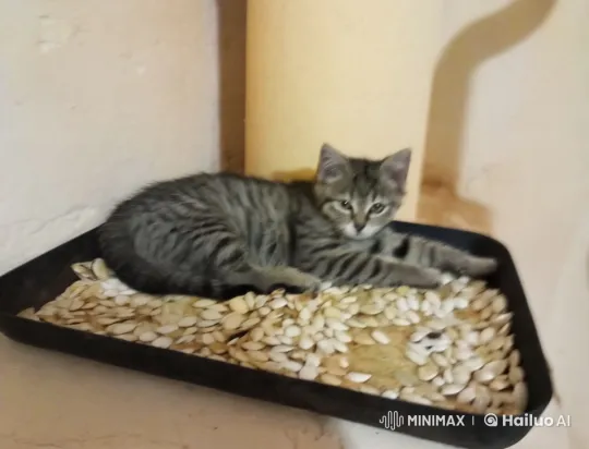 Live2D Animation: Cuddly Kitten in Seed Tray – AI Generated Video | Hailuo AI