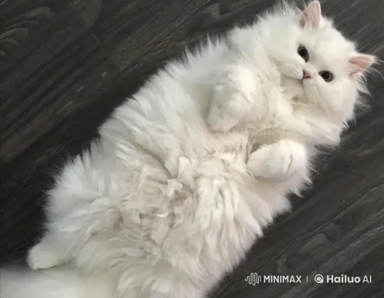 Fluffy Cat Reacts to 'Karma' on Wooden Floor – AI Generated Video | Hailuo AI