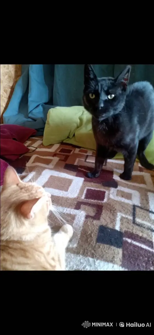 Cats' Playful Fight Turns into Affectionate Hug – AI Generated Video | Hailuo AI