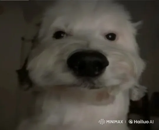 Fluffy Dog Delights with Joyful Dance – AI Generated Video | Hailuo AI