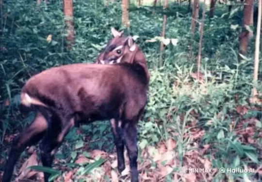 Saola and Sheep Non-Lethal Confrontation in Forest – AI Generated Video | Hailuo AI
