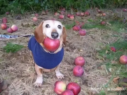 Adorable Small Dog with Apple in Orchard – AI Generated Video | Hailuo AI