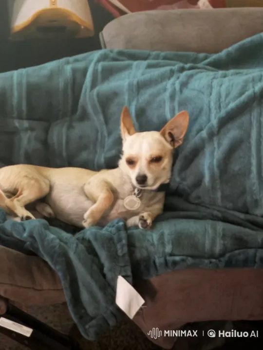Dog Unfazed by Background Explosion – AI Generated Video | Hailuo AI