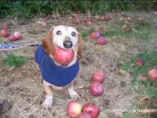 Dachshund and Minions Confront Meteorite Surprise – AI Generated Video | Hailuo AI