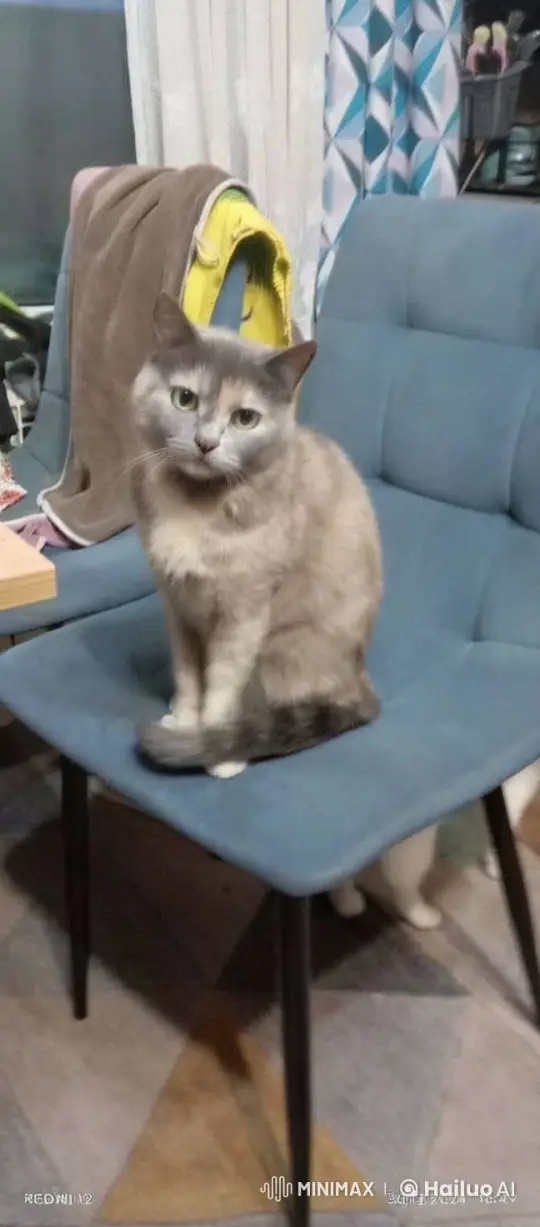 Cats Engage in Playful Swordplay – AI Generated Video | Hailuo AI