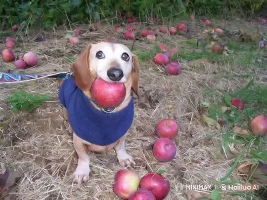 Playful Dog Enthusiastically Engages with Cameraman in Apple Orchard – AI Generated Video | Hailuo AI
