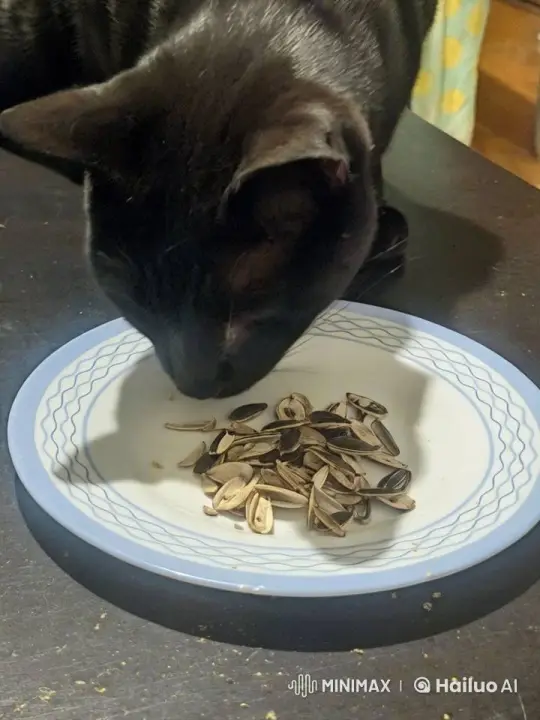 Black Cat Curiously Eats Sunflower Seeds – AI Generated Video | Hailuo AI
