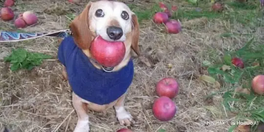 Cute Dog Mimics Going to 'WW3' in Orchard Setting – AI Generated Video | Hailuo AI