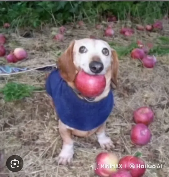 Dog with Apple Joins Mario for Tea – AI Generated Video | Hailuo AI