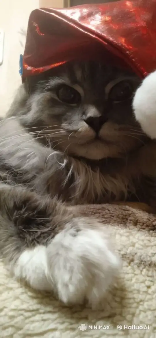 Fluffy Cat in Red Hat Delights with Playful Dance – AI Generated Video | Hailuo AI