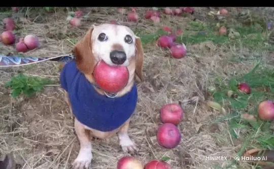 Small Dog in Apple Orchard with 'SOSAL' Item – AI Generated Video | Hailuo AI